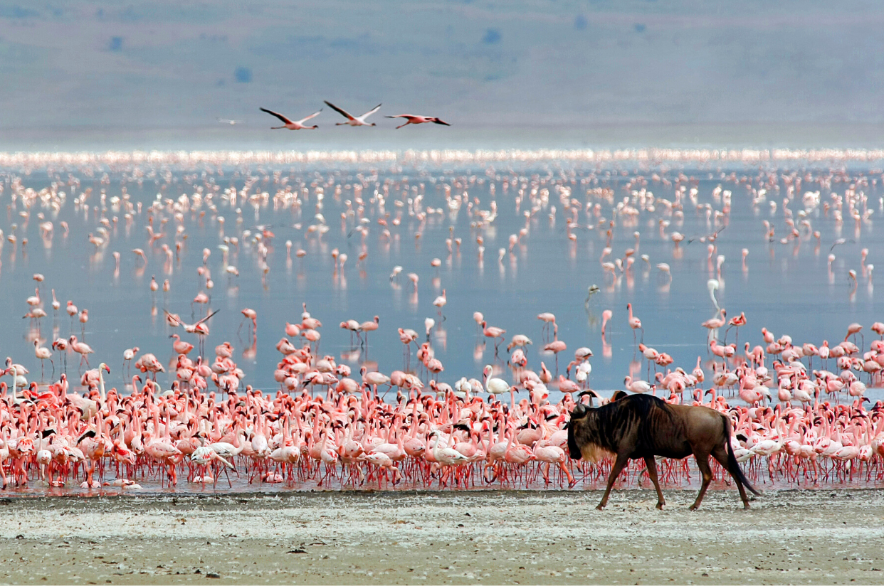 Arusha Attractions - Flamingoes