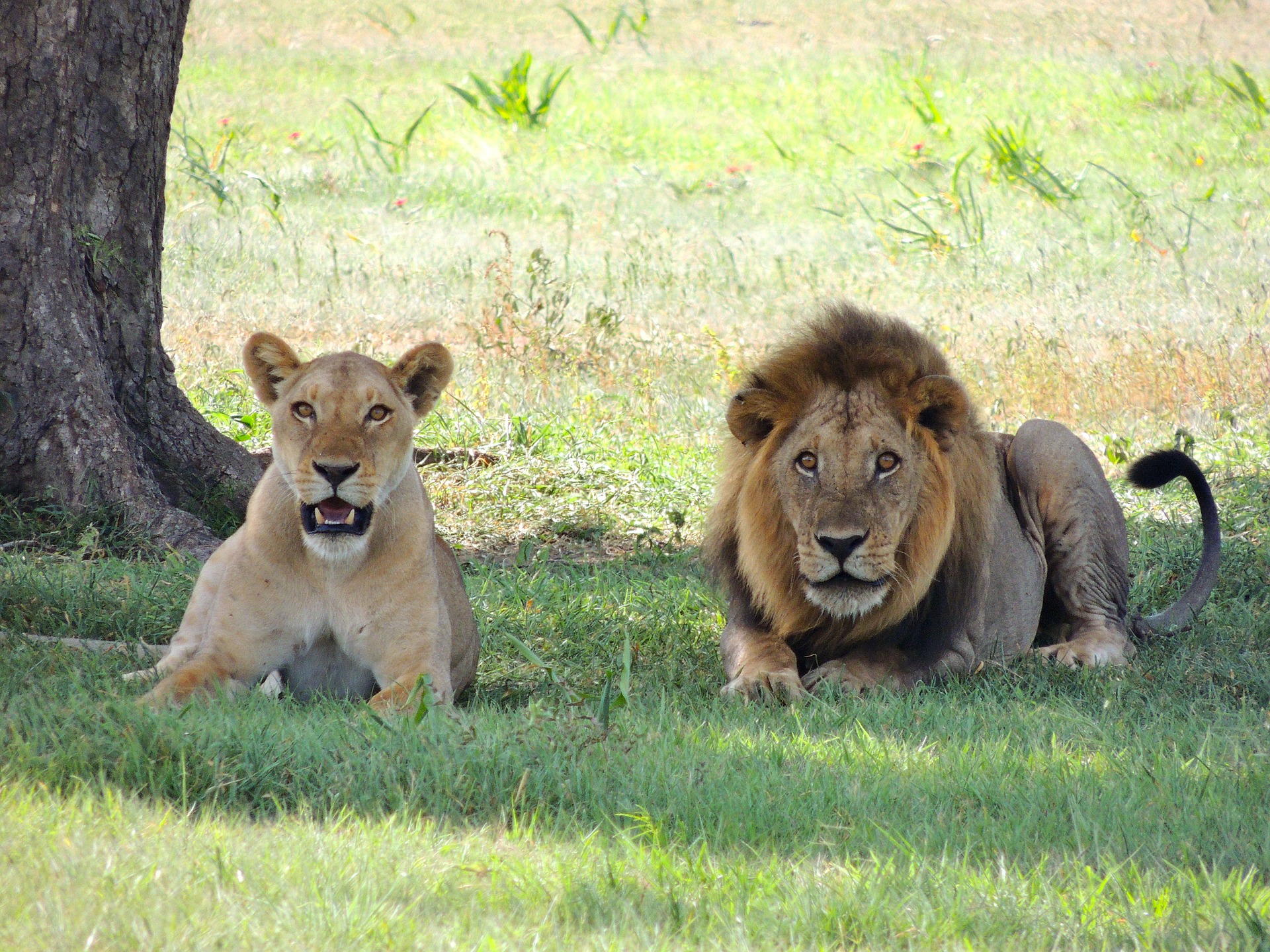 Arusha Attractions - Leões